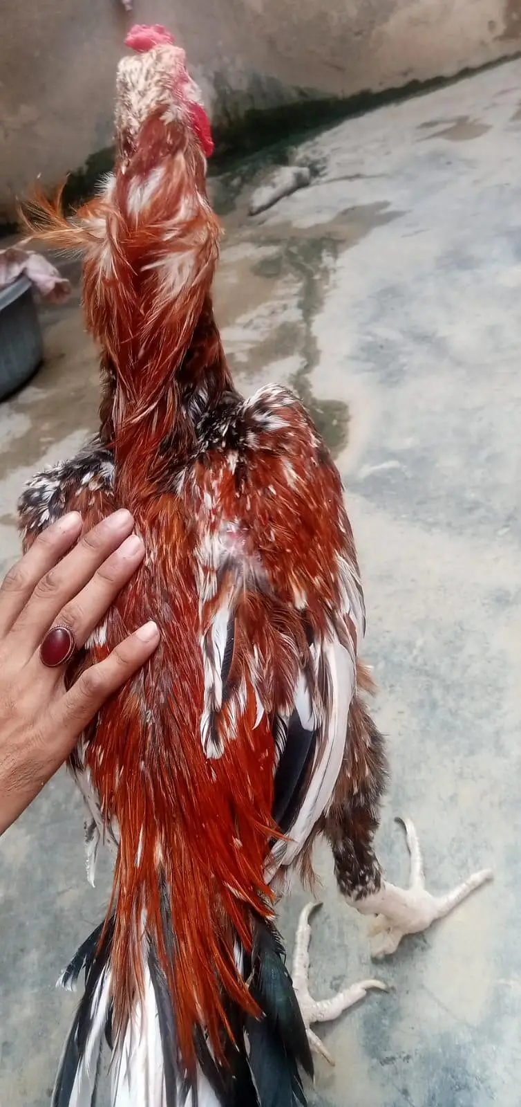 Aseel Sindhi — photo 5