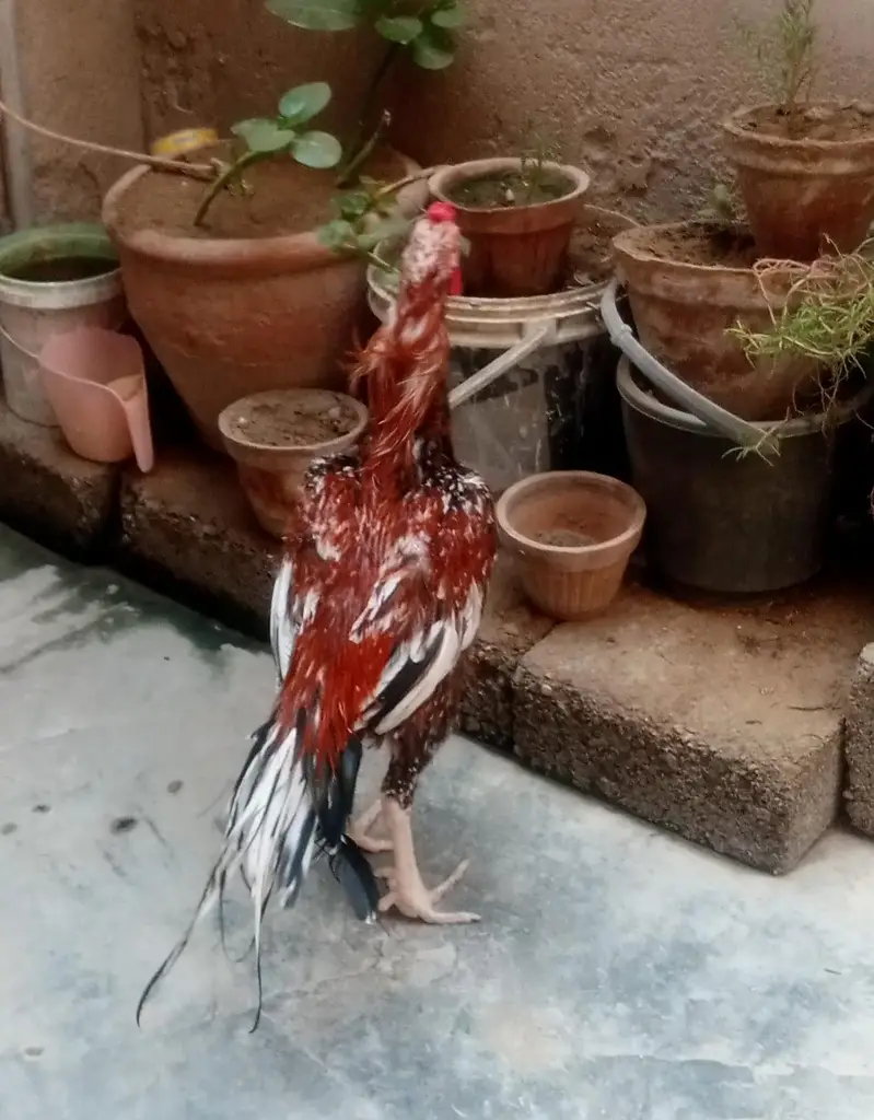 Aseel Sindhi — photo 6