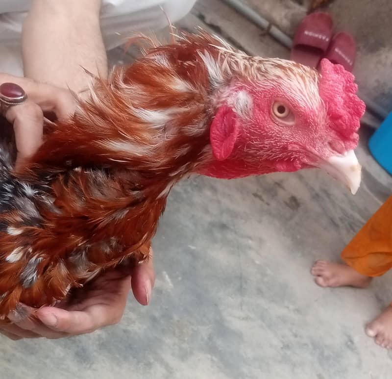 Aseel Sindhi 6