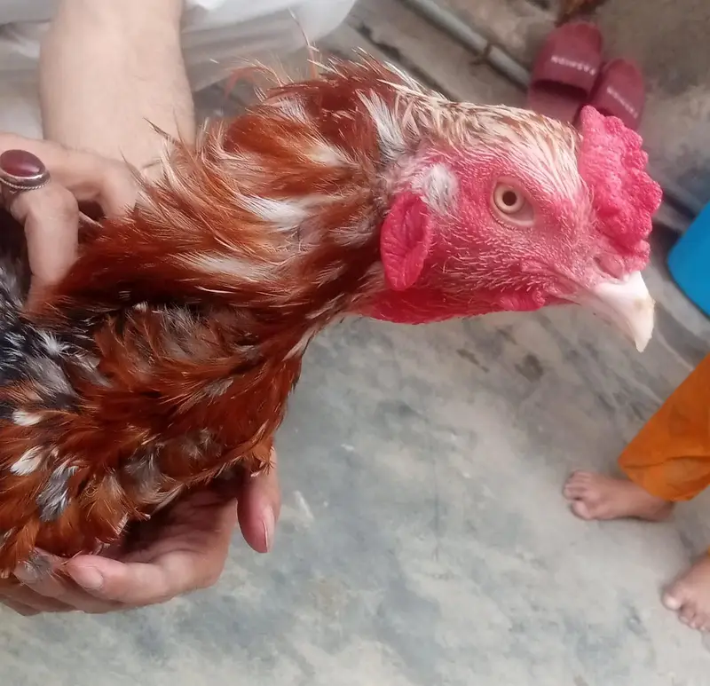 Aseel Sindhi — photo 7