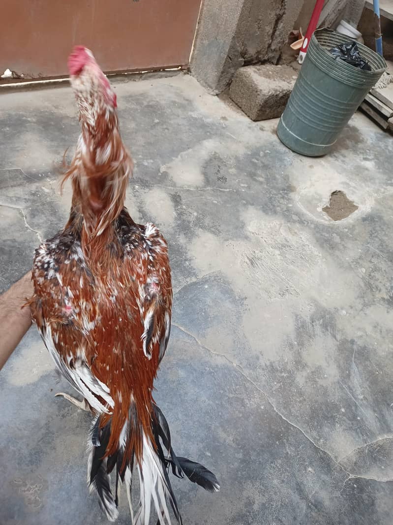 Aseel Sindhi 8