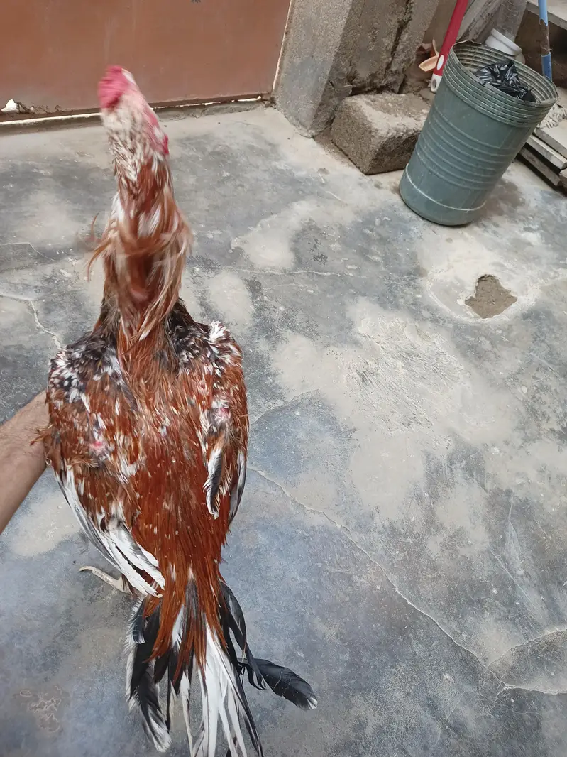 Aseel Sindhi — photo 9
