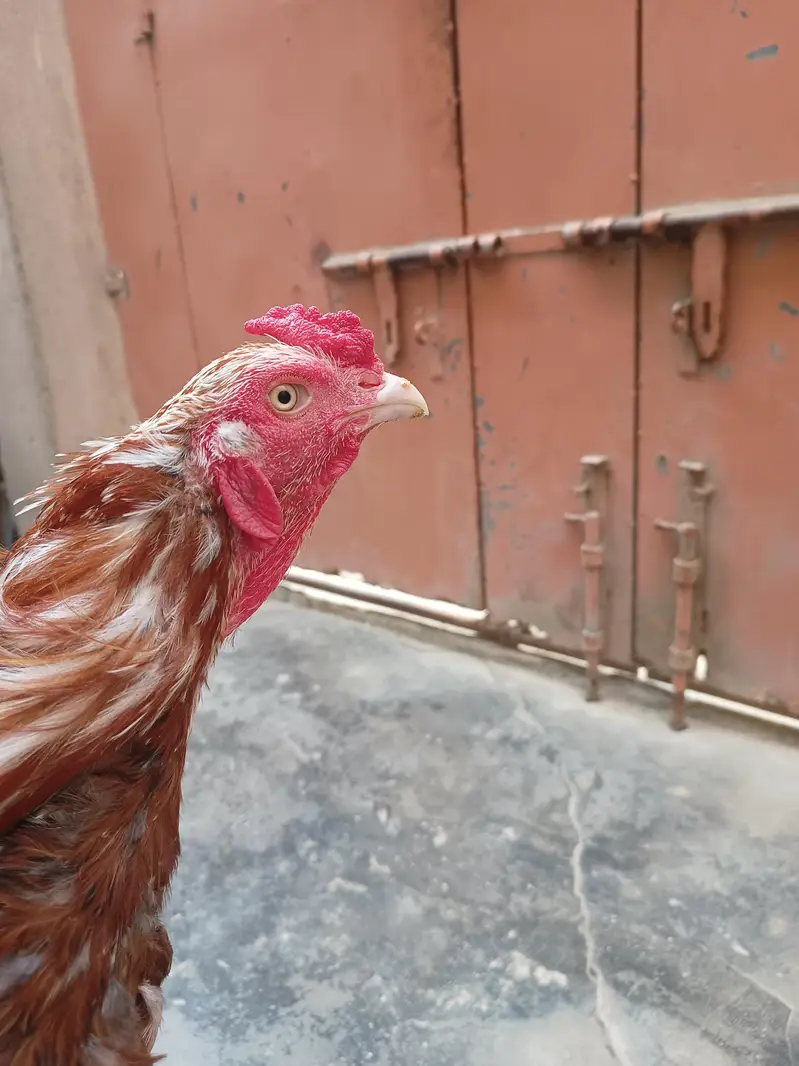 Aseel Sindhi — photo 10