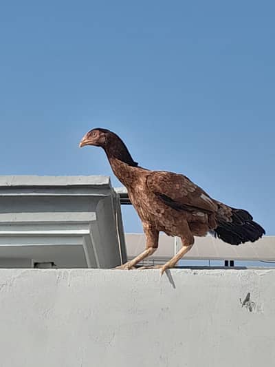 Aseel Murgi HEN