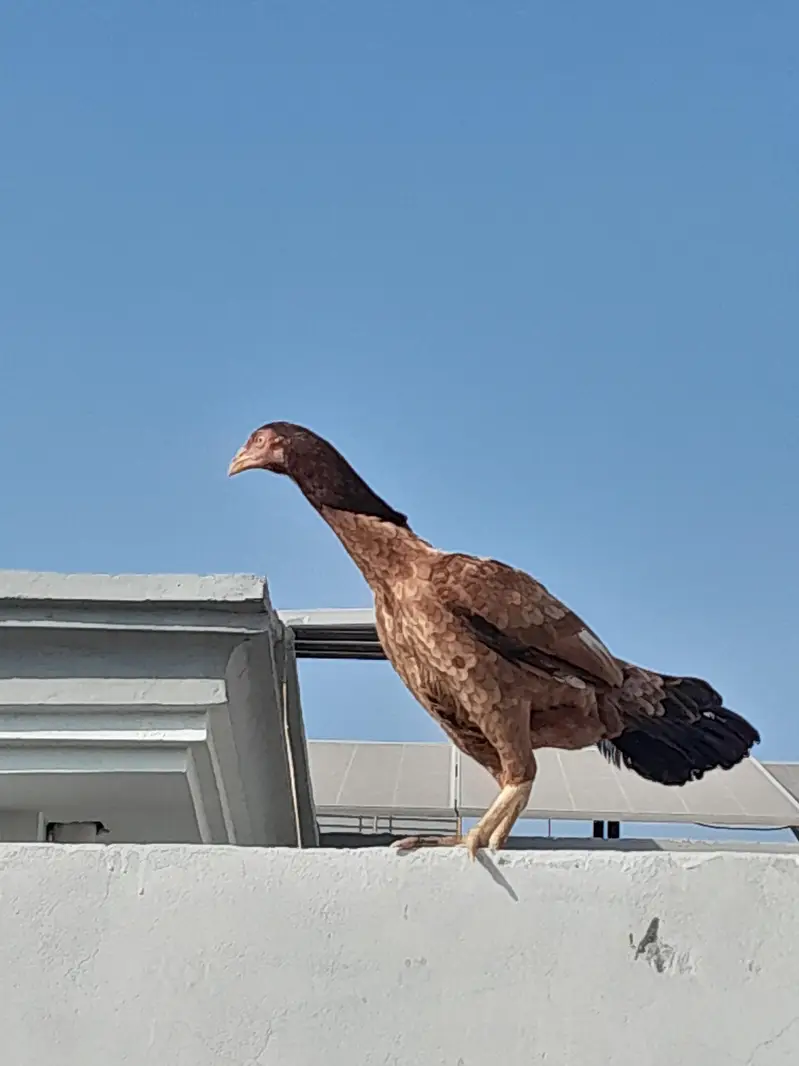 Aseel Murgi HEN — photo 2