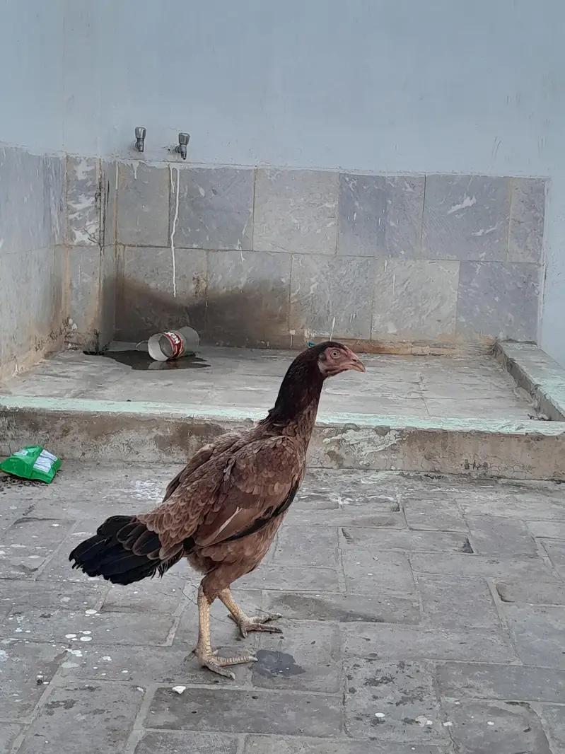 Aseel Murgi HEN — photo 3