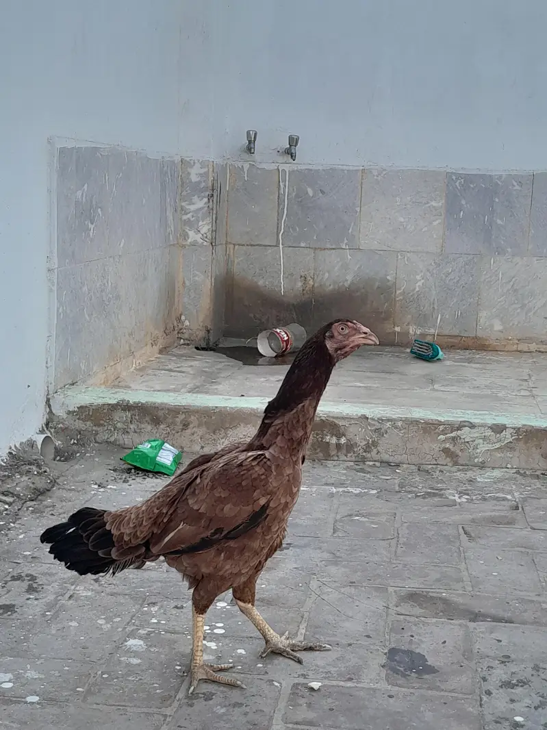 Aseel Murgi HEN — photo 4