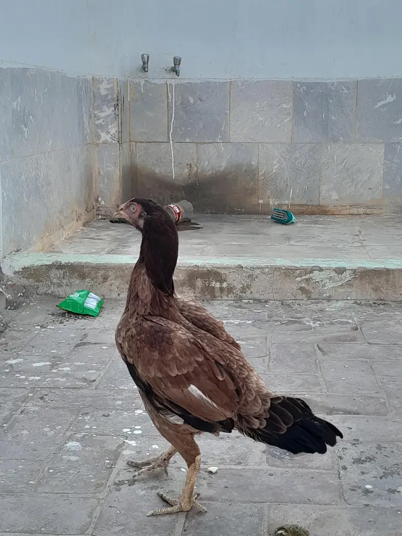 Aseel Murgi HEN — photo 5