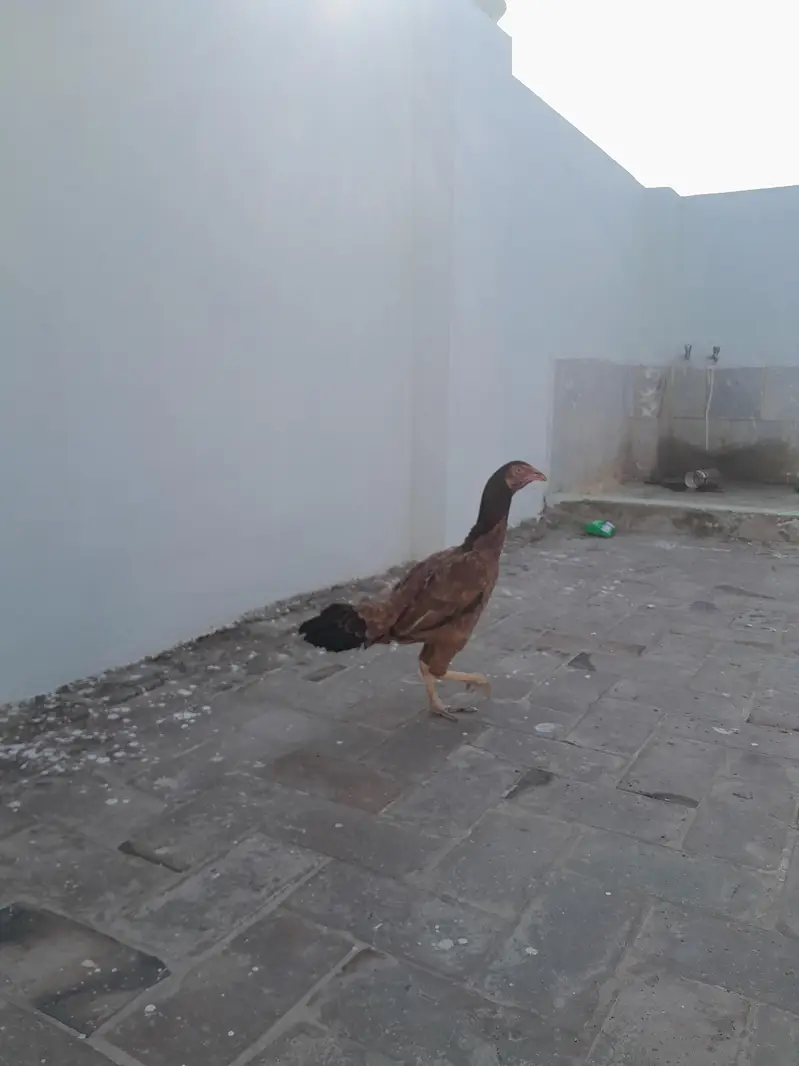 Aseel Murgi HEN — photo 6