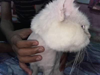 Pershion Cat Male