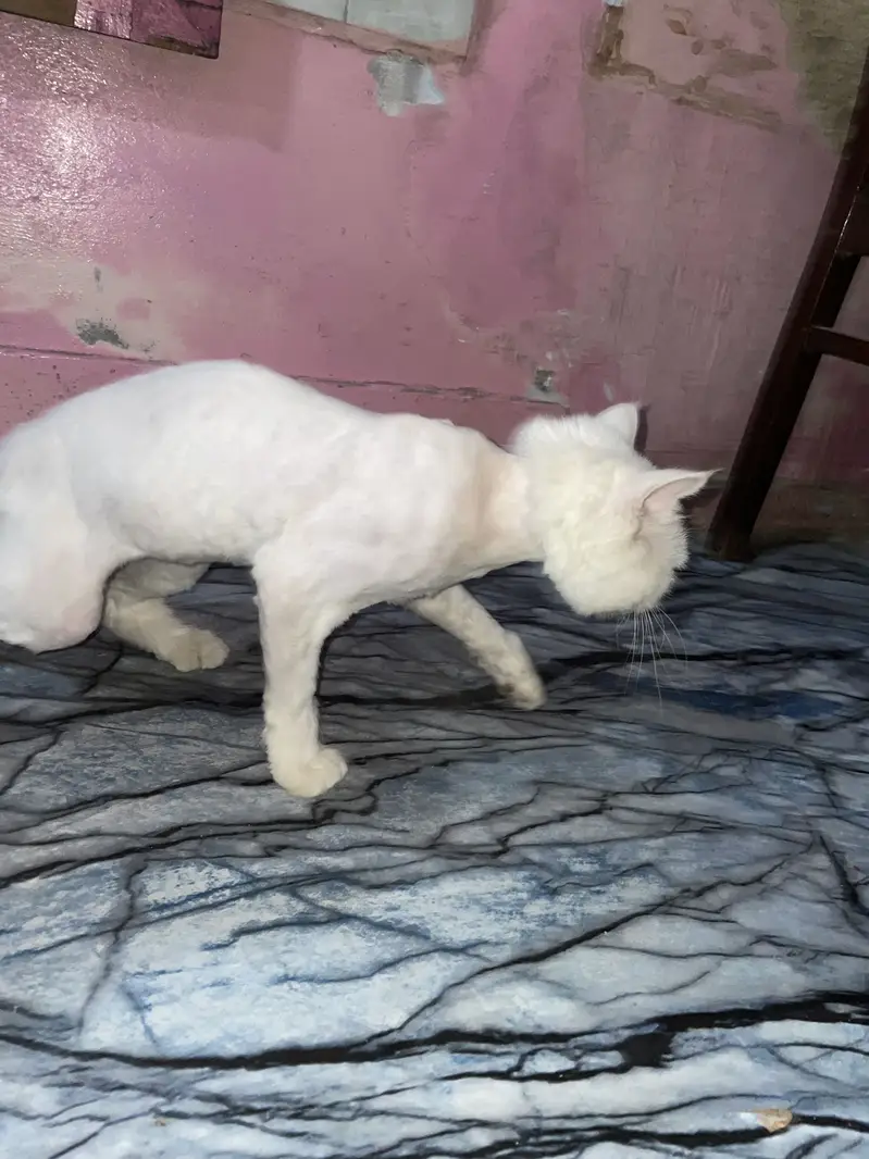 Pershion Cat Male — photo 2