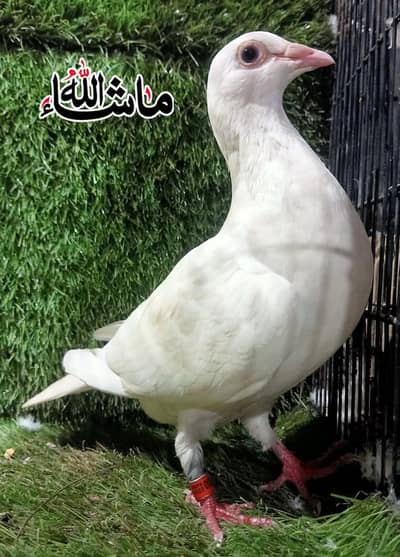 white Qasad Breeder female For sale