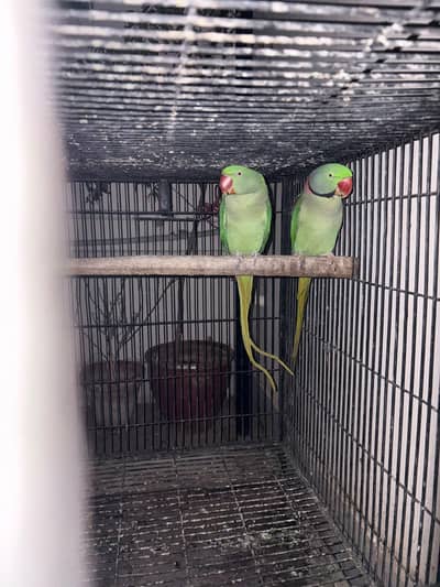 raw parrot breader pair with big angle breading cage