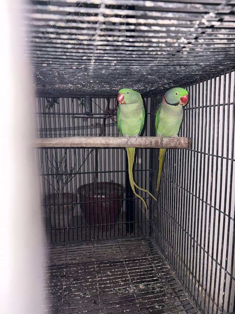 raw parrot breader pair 0