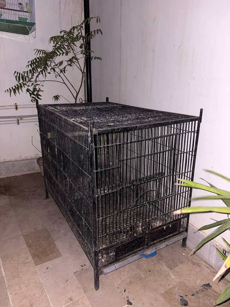 raw parrot breader pair 1
