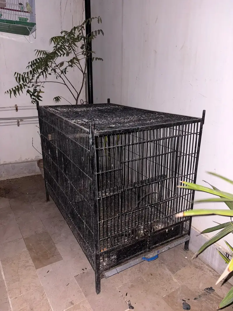 raw parrot breader pair with big angle breading cage — photo 2