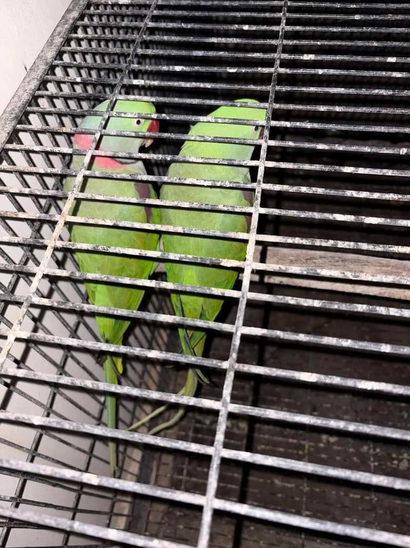 raw parrot breader pair 2
