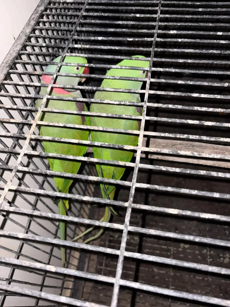 raw parrot breader pair with big angle breading cage — photo 3