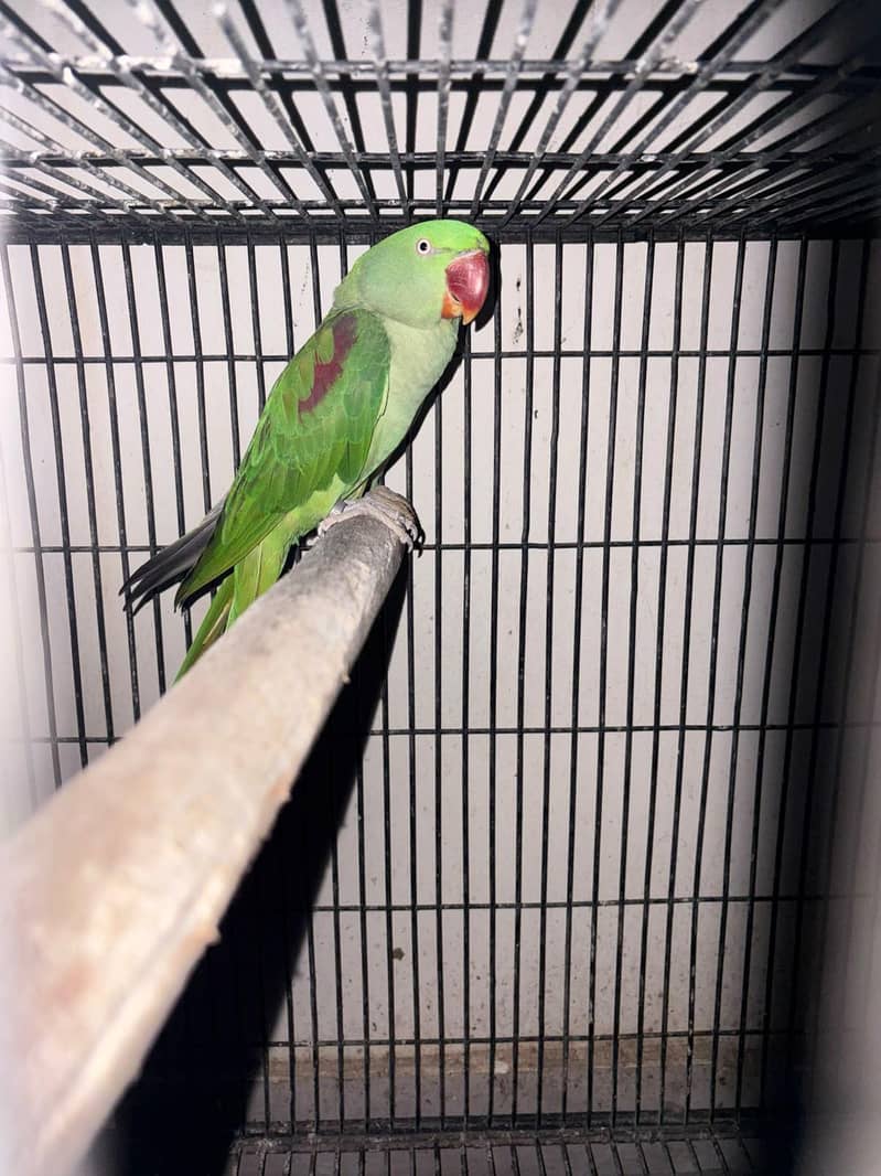 raw parrot breader pair 3