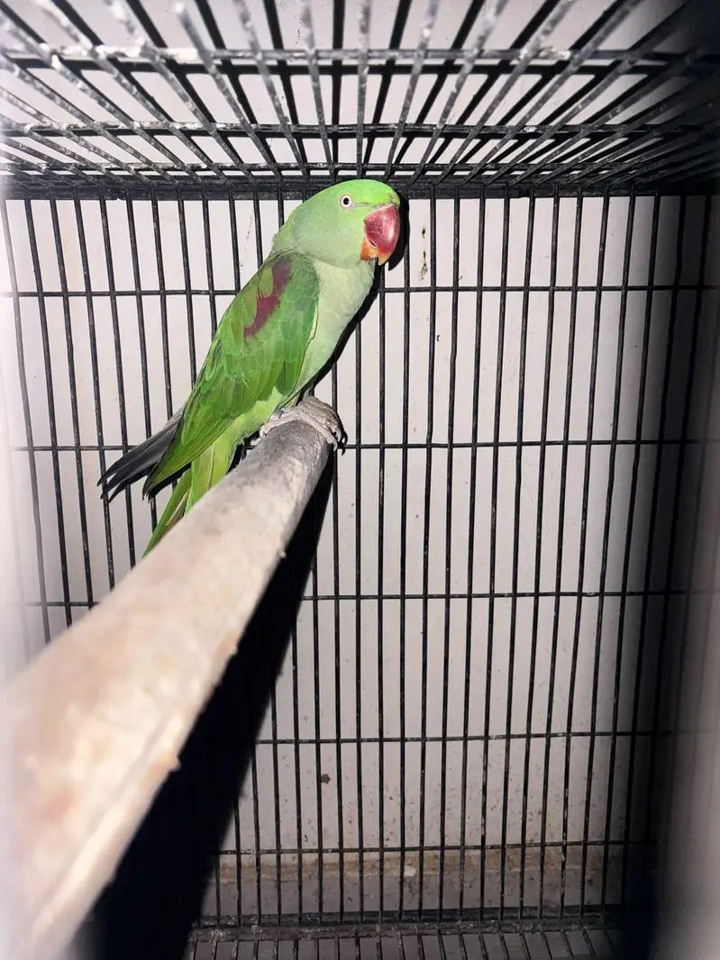 raw parrot breader pair with big angle breading cage — photo 4