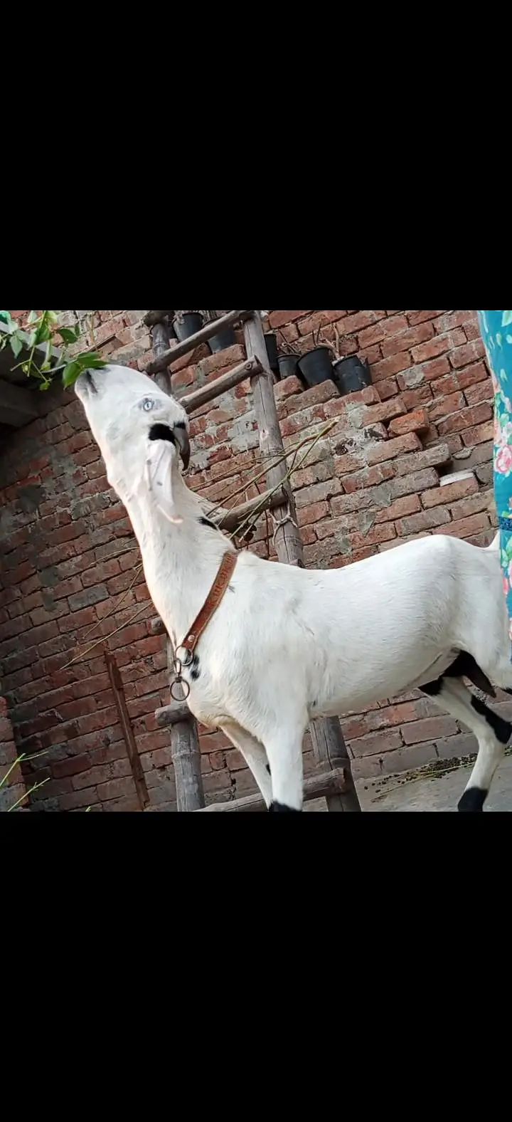 white desi bakri for sale