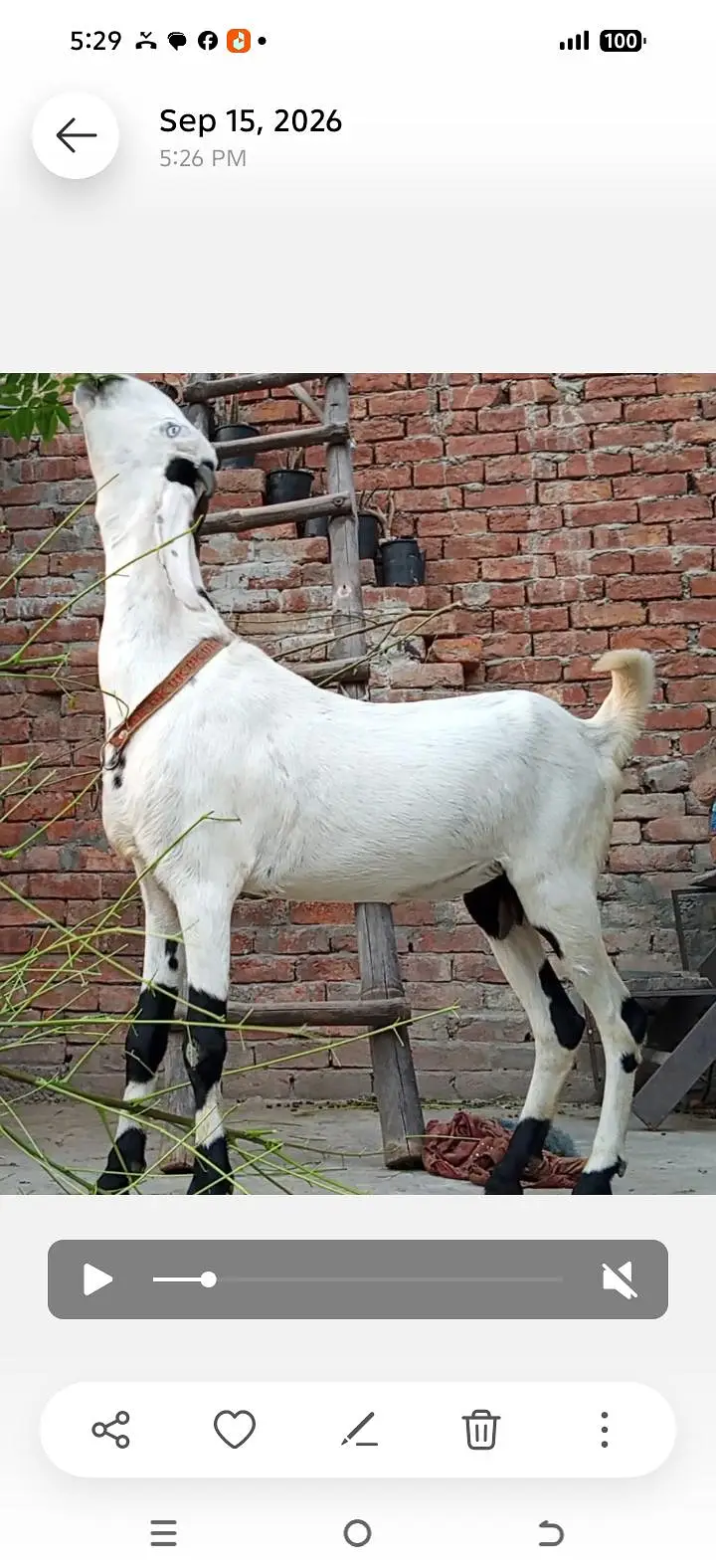 white desi bakri for sale — photo 2