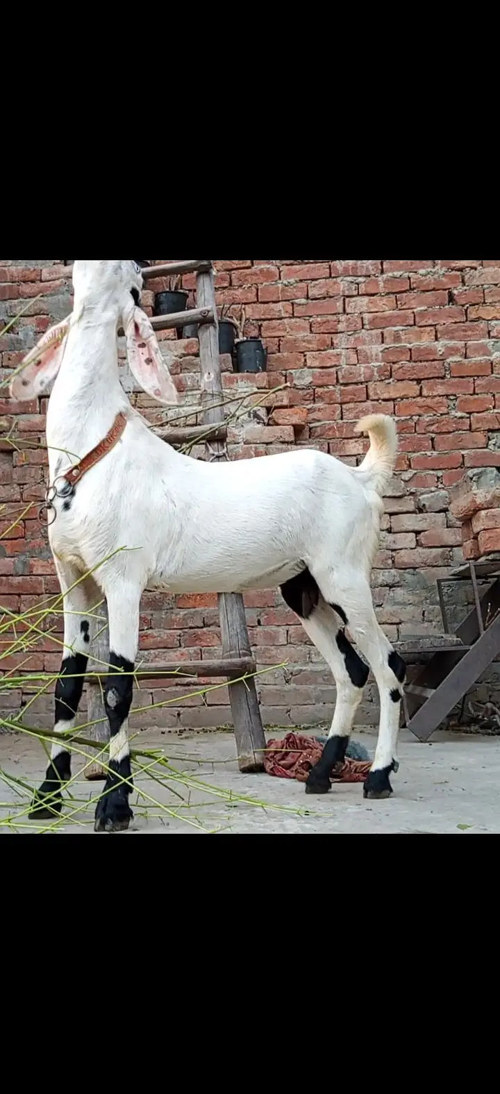 white desi bakri for sale — photo 3