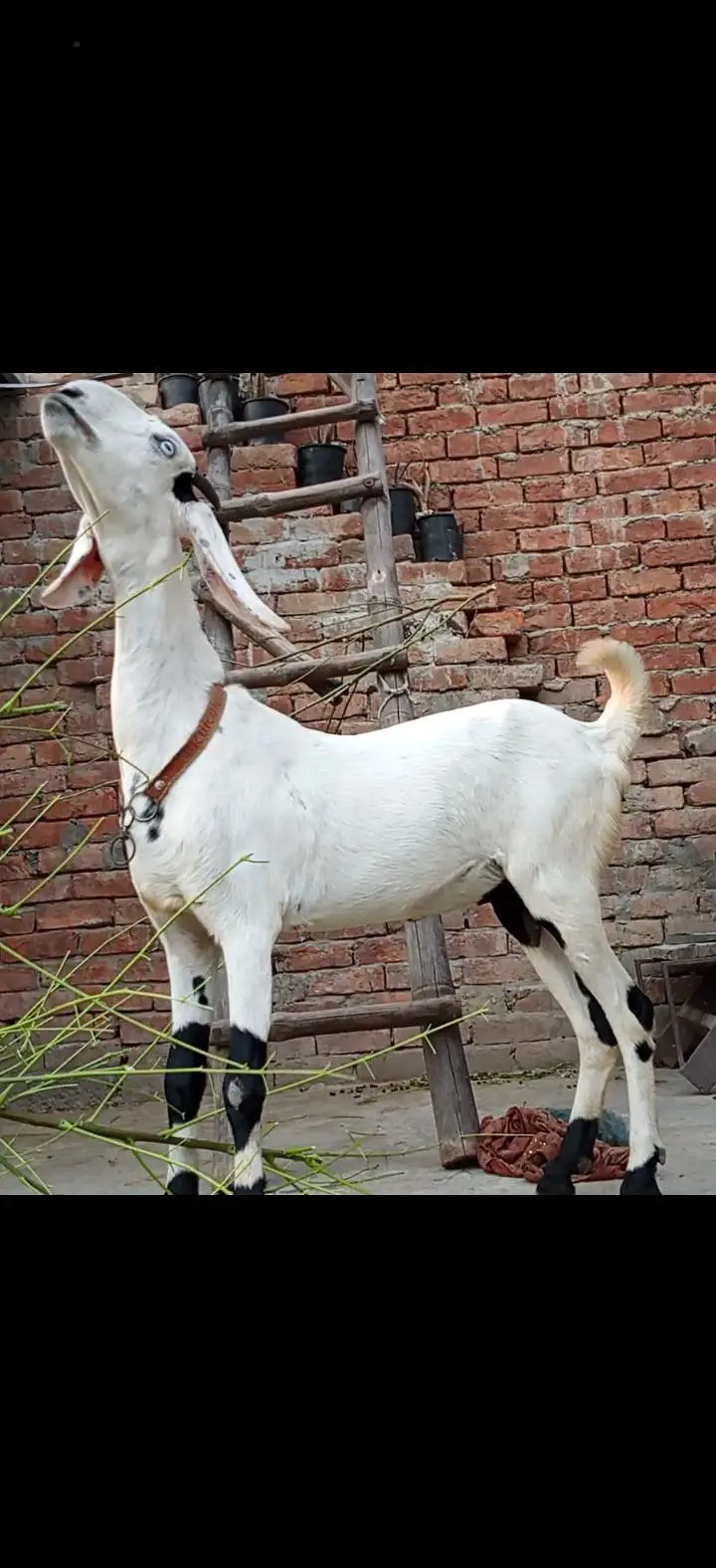 white desi bakri for sale — photo 4