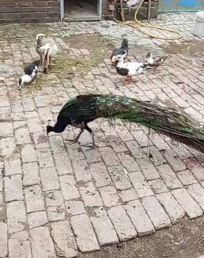 peacock