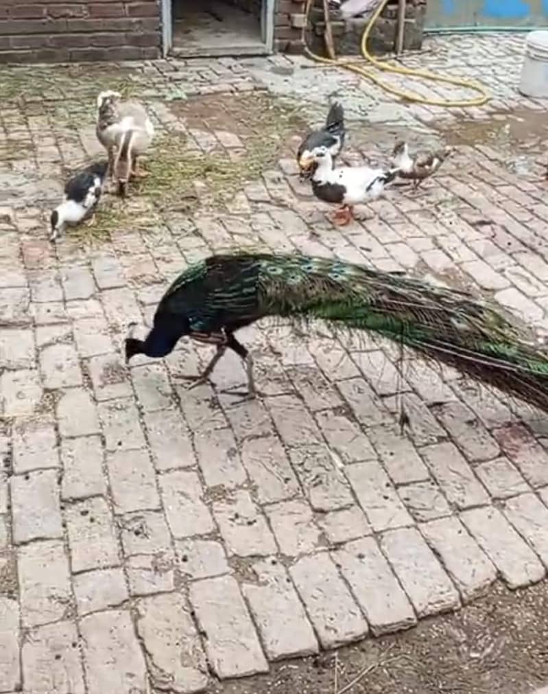 peacock 0