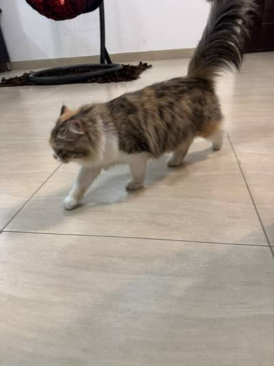 persian,fluffy,playful,active,friendly