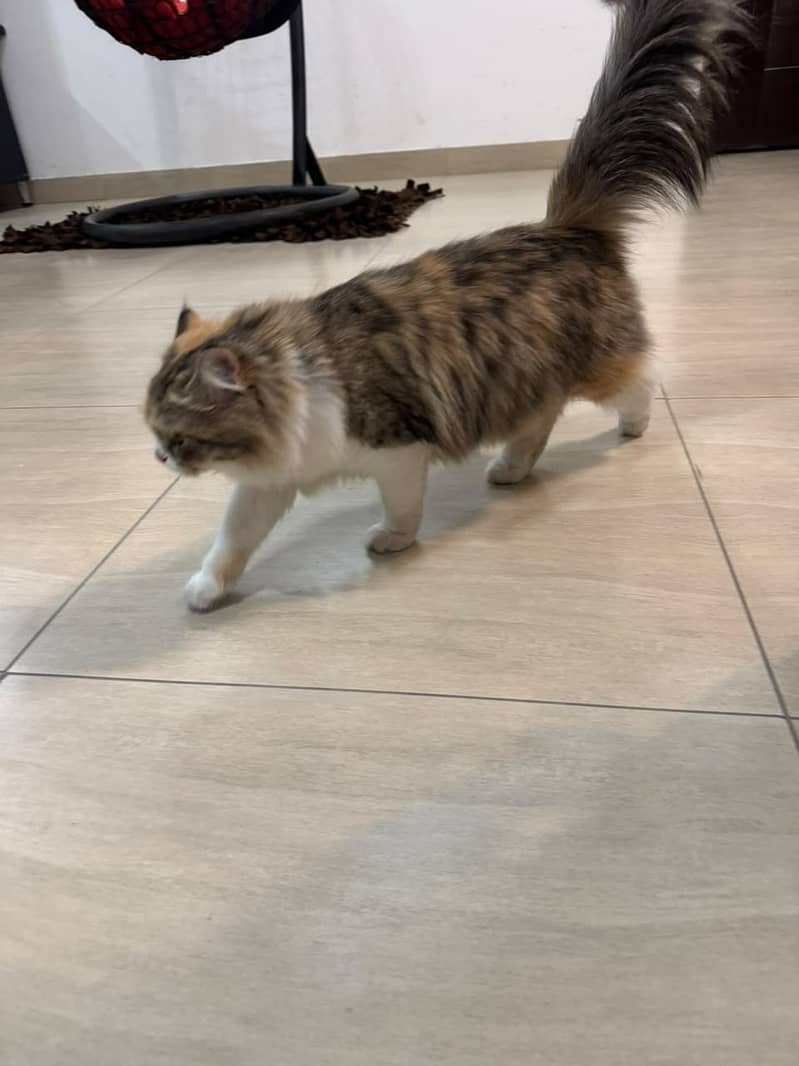 persian,fluffy,playful,active,friendly 0