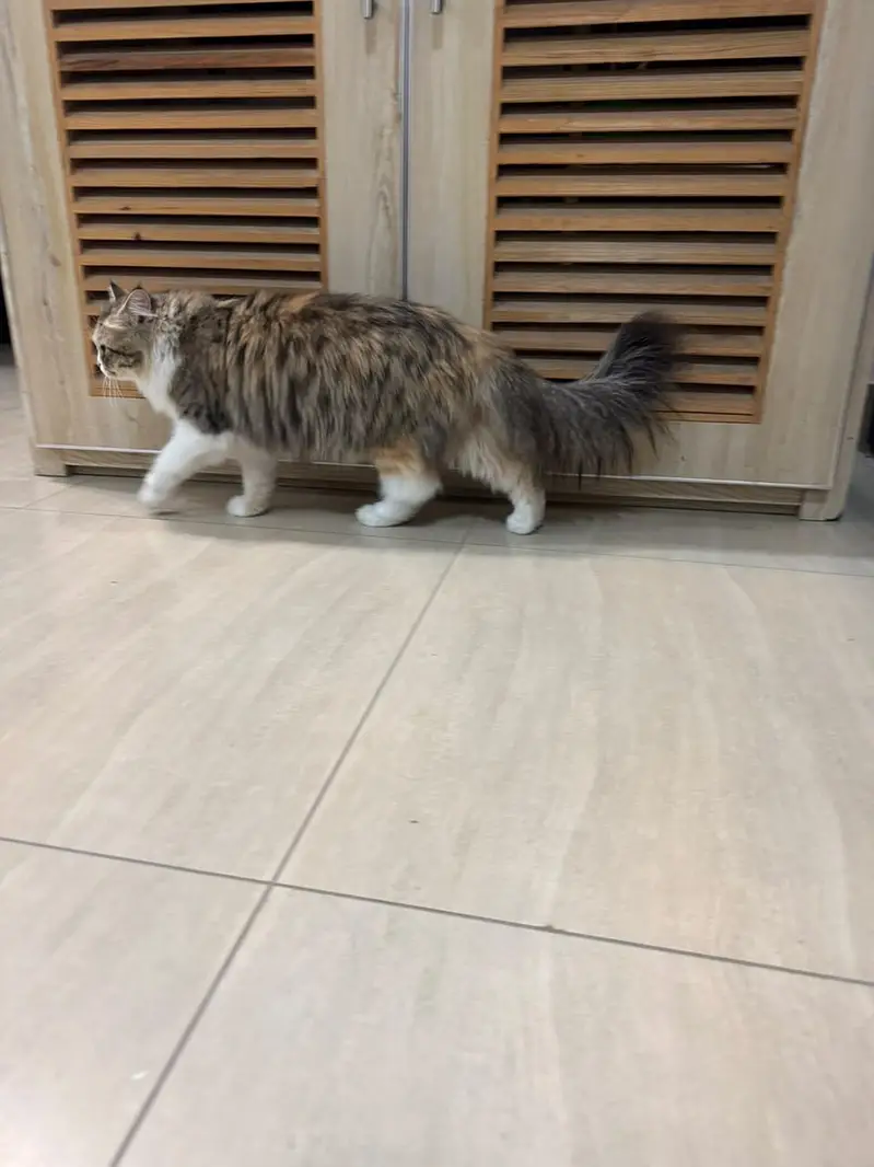 persian,fluffy,playful,active,friendly — photo 2