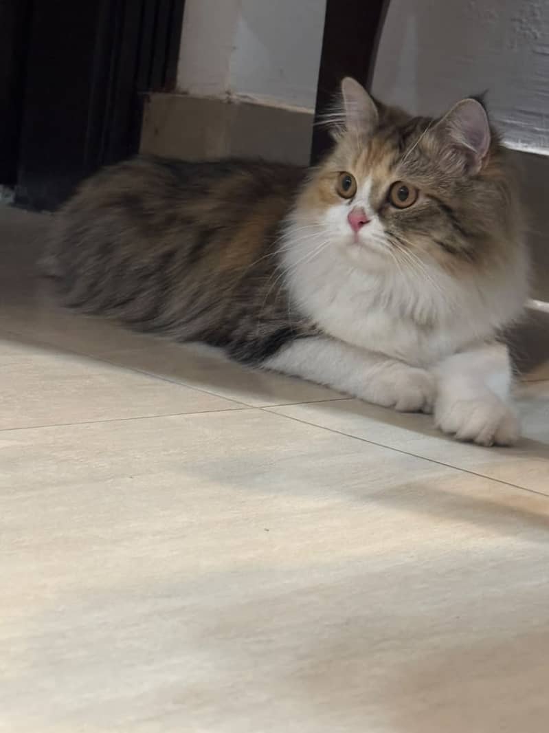 persian,fluffy,playful,active,friendly 3