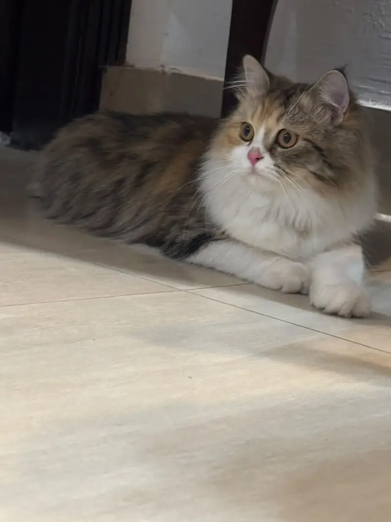 persian,fluffy,playful,active,friendly — photo 4