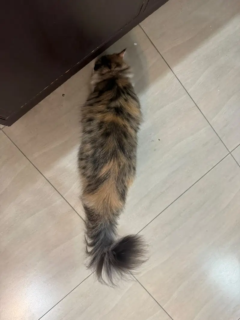 persian,fluffy,playful,active,friendly — photo 5