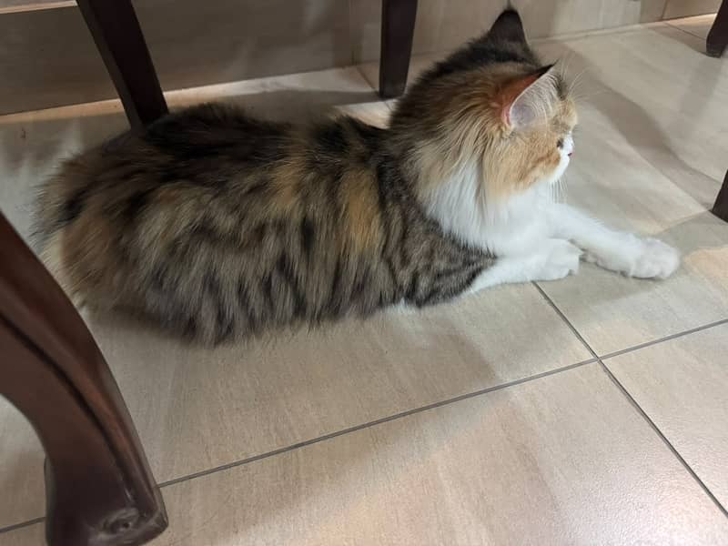 persian,fluffy,playful,active,friendly 5