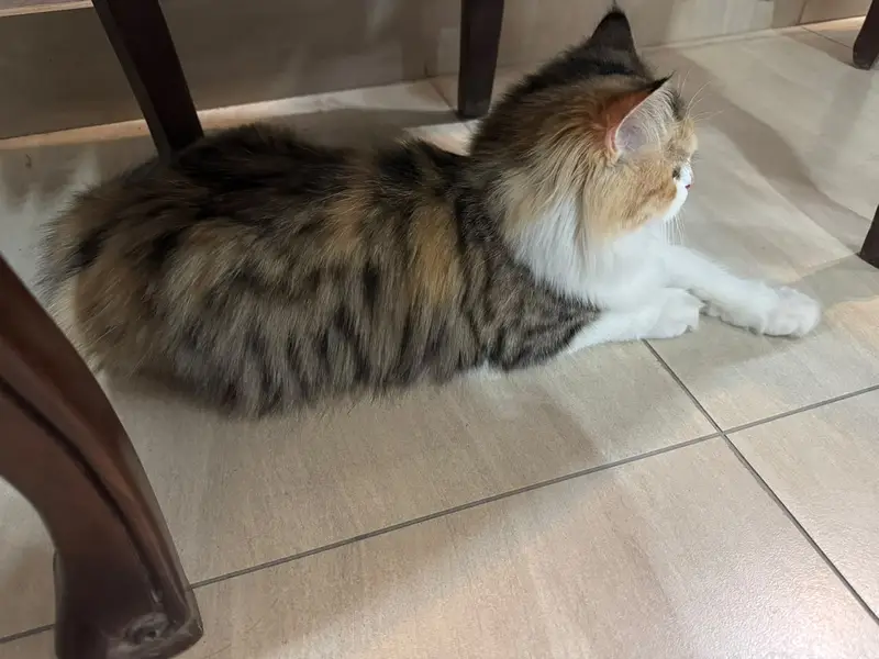 persian,fluffy,playful,active,friendly — photo 6