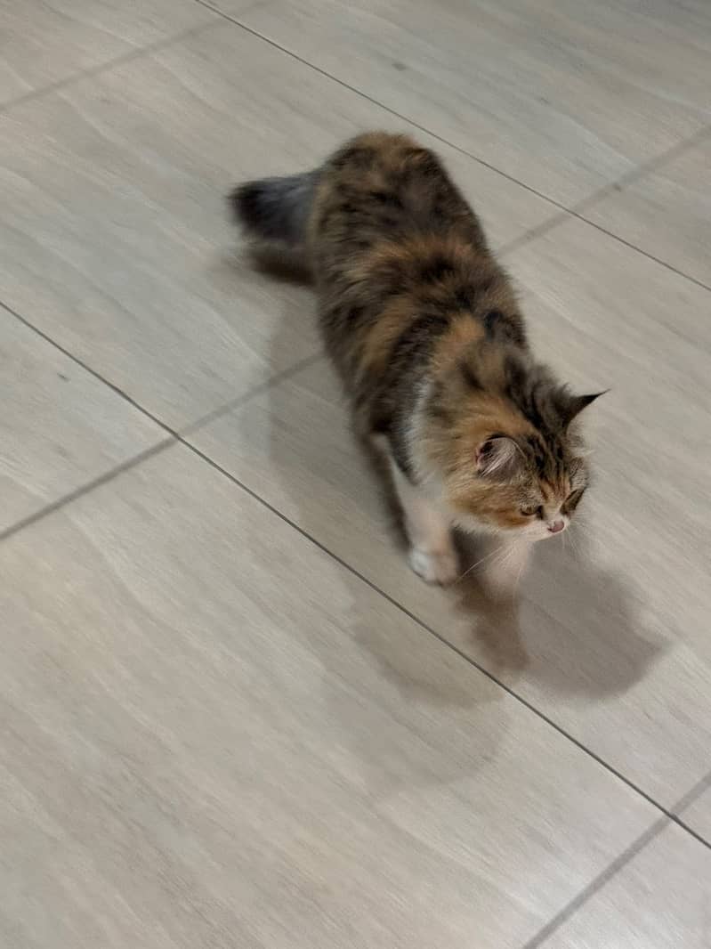 persian,fluffy,playful,active,friendly 7