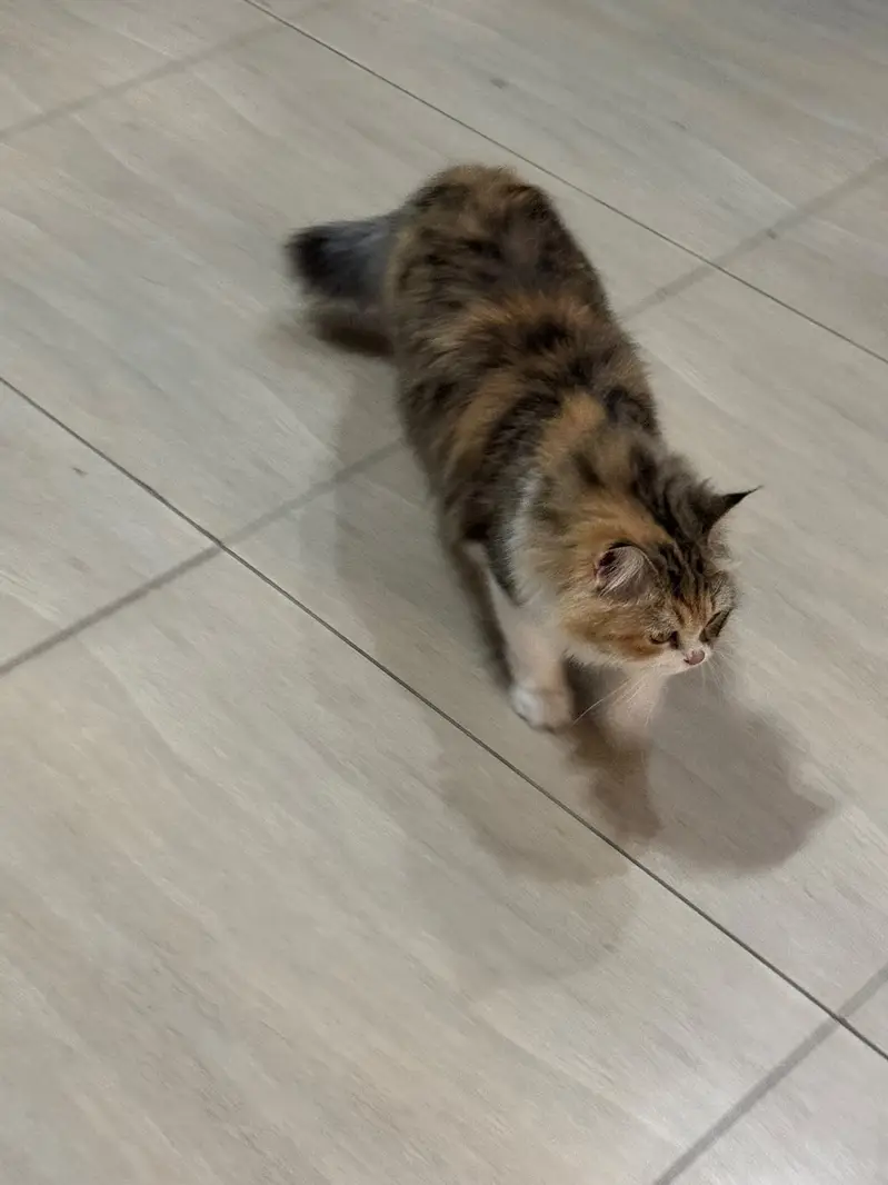 persian,fluffy,playful,active,friendly — photo 8