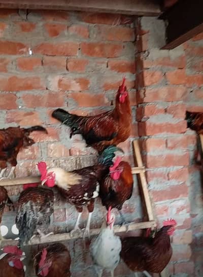 desi murgy/desi hens/
