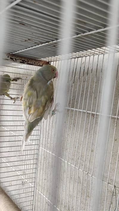 Ringneck male female dono available