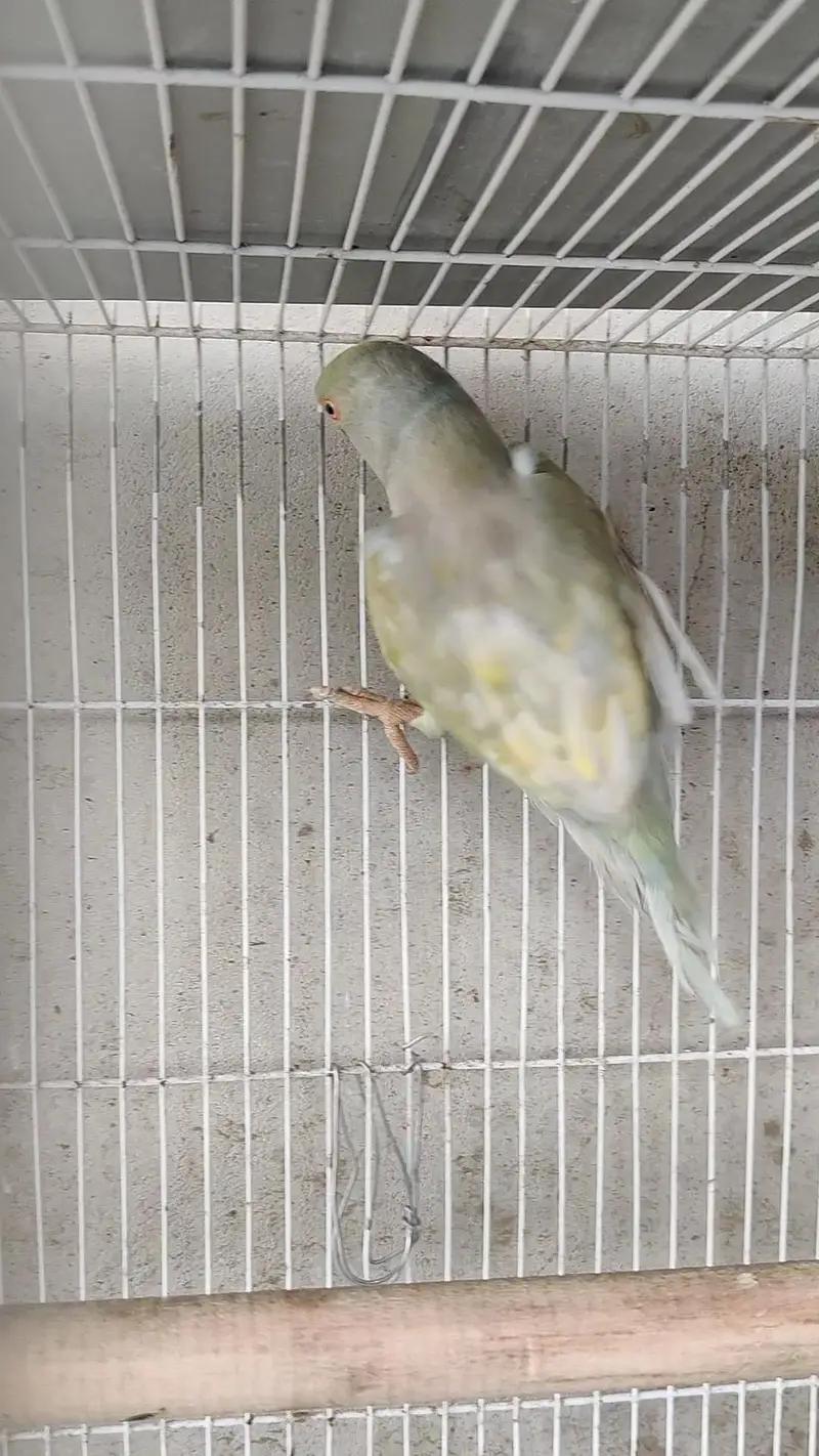 Ringneck male female dono available — photo 2