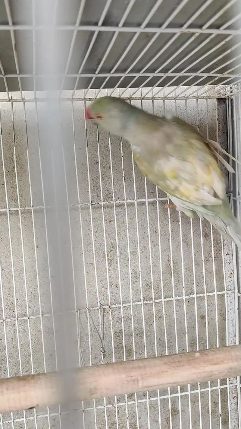Ringneck male female dono available — photo 3