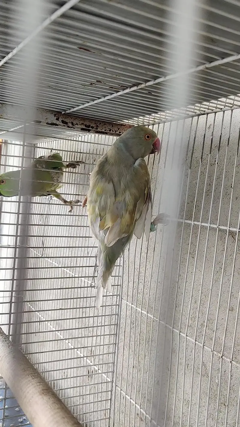 Ringneck male female dono available — photo 4