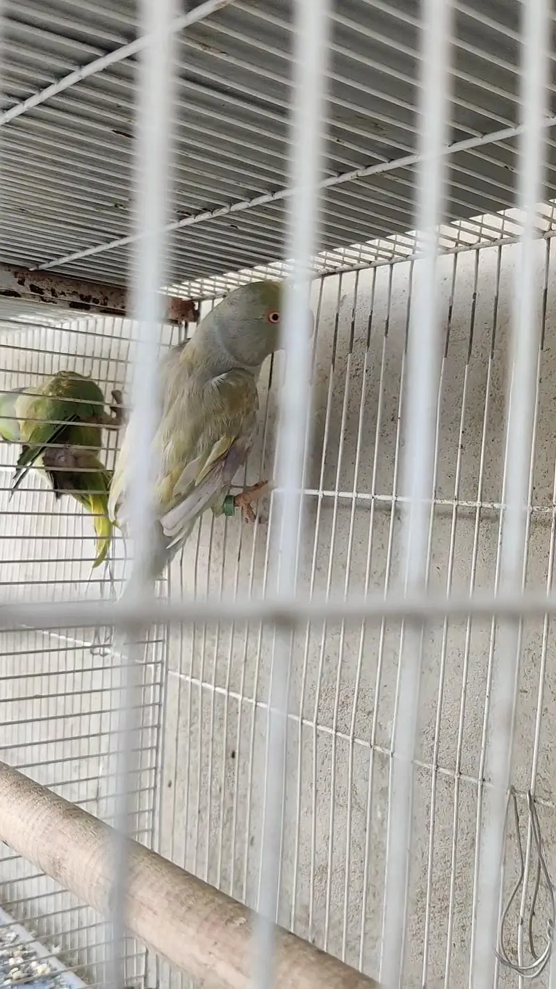 Ringneck male female dono available — photo 5