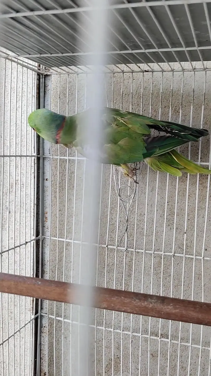 Ringneck male female dono available — photo 6
