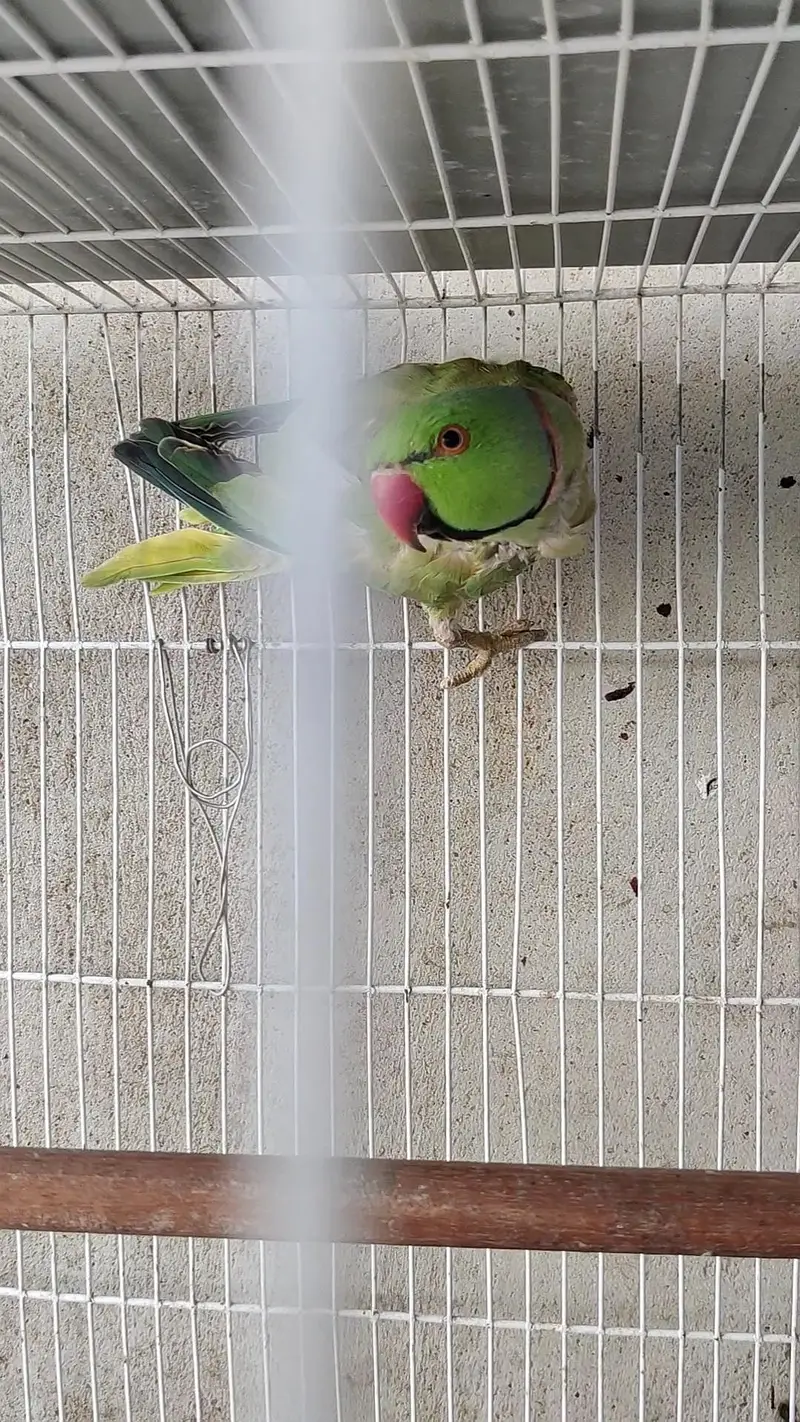 Ringneck male female dono available — photo 7
