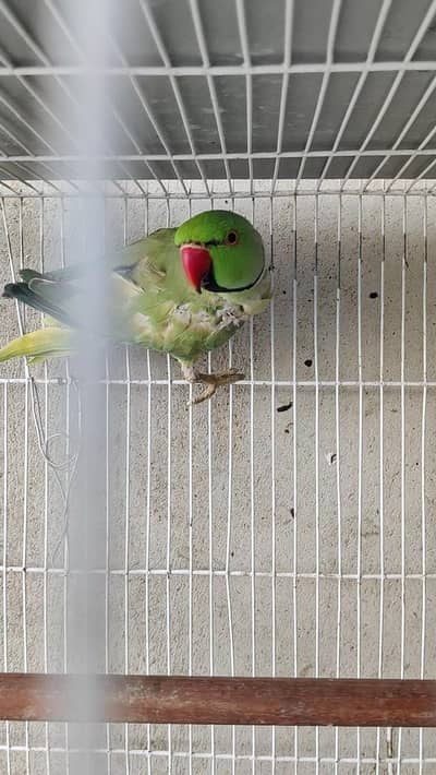 Ringneck male