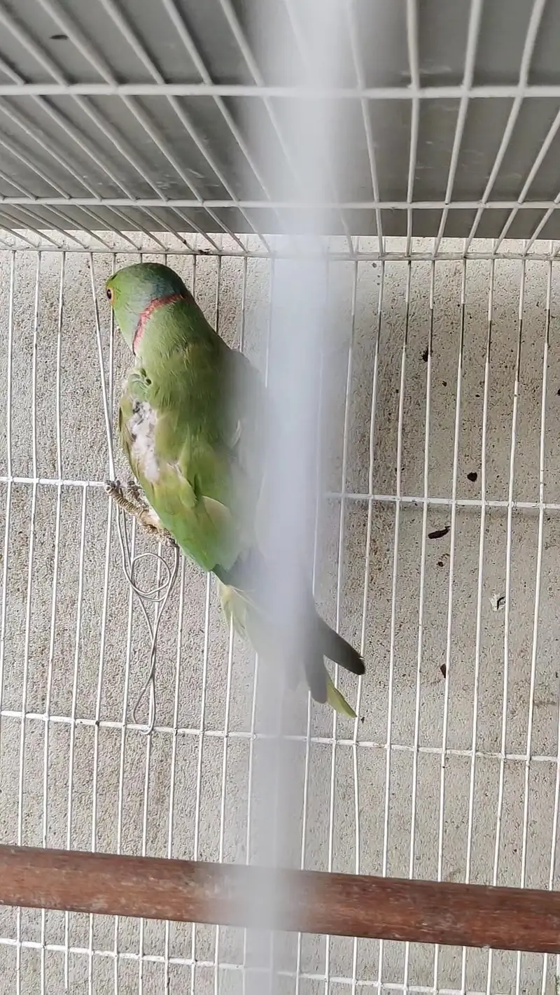 Ringneck male female dono available — photo 9